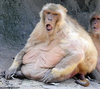 Fat monkey