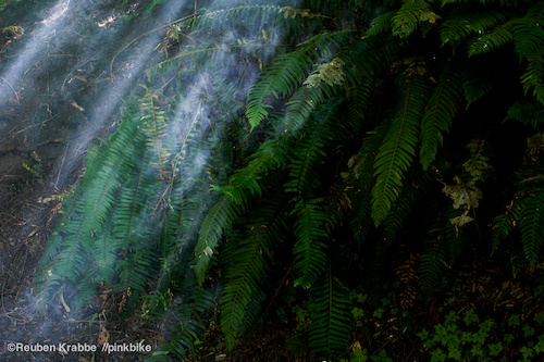 campfire smoke drifts through coastal rainforest ferns