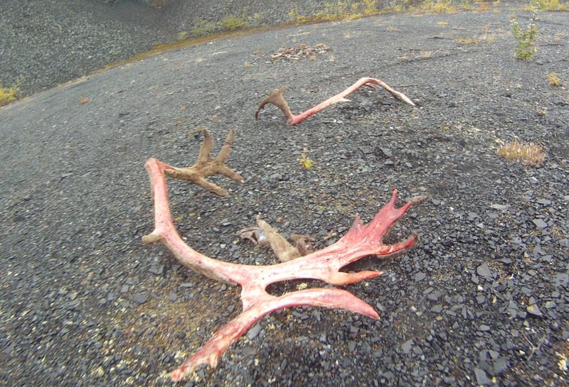 While exploring some gravel pullouts we came across some recent hunting kills. Apparently hunters strip the fur off the moose horns the fur is considered an aphrodisiac by the native hunters . Thinking that the fresh kill might attract bears we booked out of there
