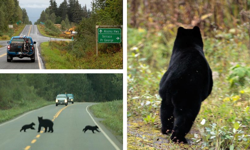 Lots of wildlife on the Stewart - Cassiar highway