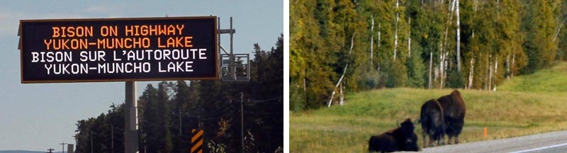 On the last half of a 9000km road trip all the way from Vancouver to the Northern Yukon and back to Vancouver we visited Tyler in Northern BC. No shortage of wildlife on the Alaska Highway through Northern BC. We stopped at the Liard Hot Springs