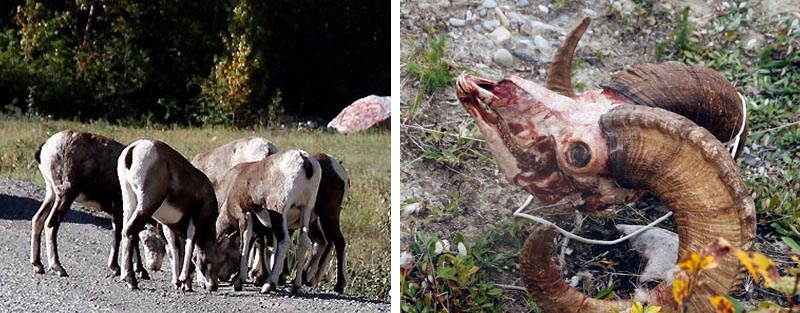 Lots of Alaska Highway wildlife and just as much hunting - goats and big-horn sheep