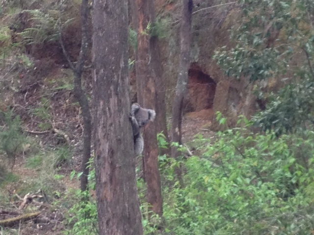 Out in yackandandah hitting some singletrack when we came across the "Singletrack Koala"