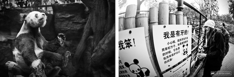 panda found