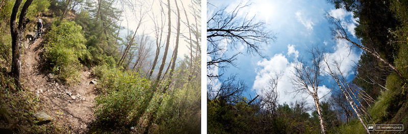 beautiful woods
