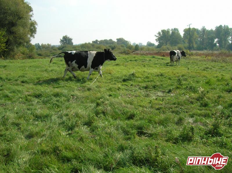 zajebista krowa po lewej zawsze j&#261; mijamy jadac do lasu , dzisiaj niezle zapierdala przez pole jak jechalismy na chopy :D