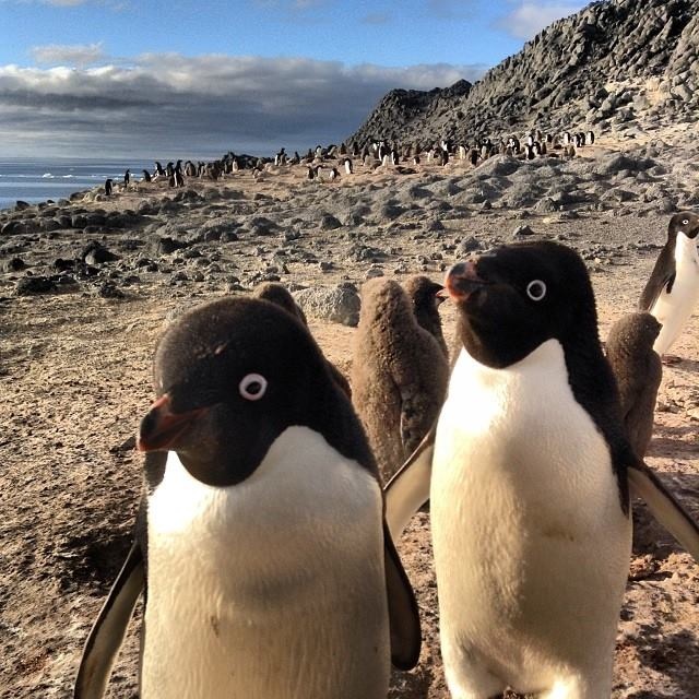 Curious Adelie penguins.  Photo courtesy of Taylor Smith