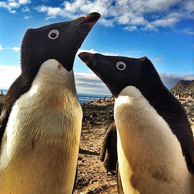 Adelie penguins up close and personal.  Photo courtesy of Taylor Smith.