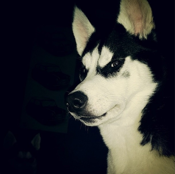 Shadow my Siberian husky at 8 months