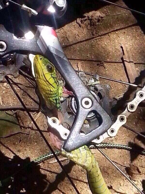 snake catched by derailleur