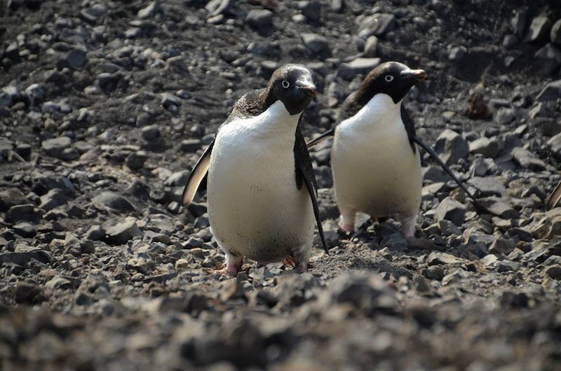 Adele Penguins.  Photo courtesy of Kathleen DeWahl