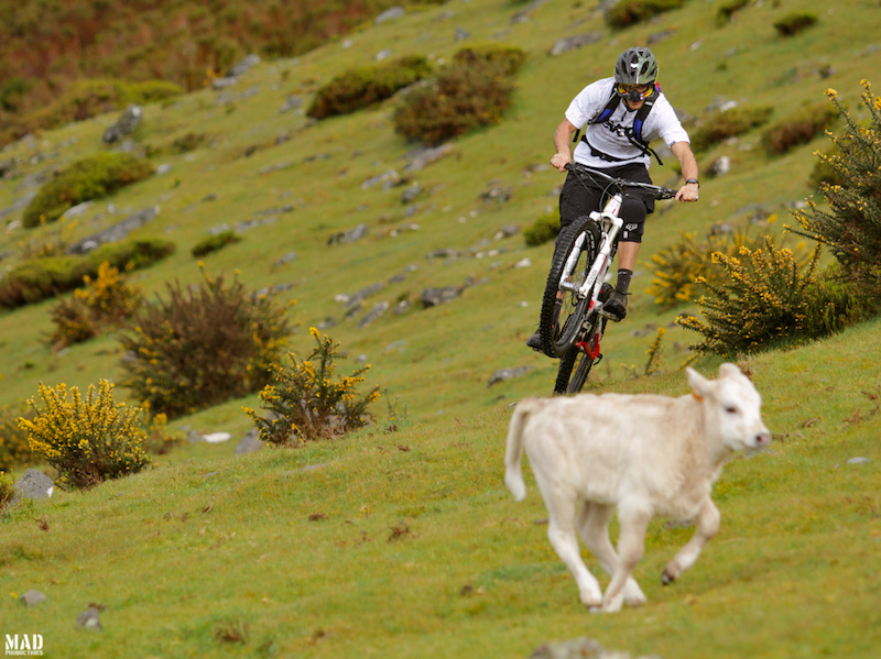So, what's for dinner ?! Rui Sousa chasing cows at Negras trail !
