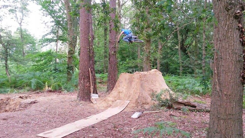 steeze in the trees
