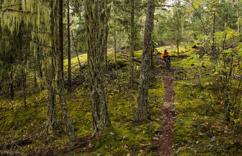Meat Grinder Mountain Biking Trail Pemberton, BC