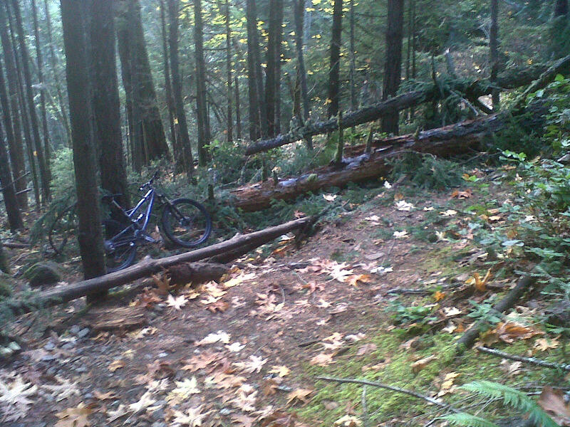 Large blow down on Switchback.