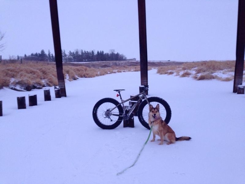 Dogs and fatbikes go well together. Distances and speeds are kept lower with the wide wheel bikes and reduce the chances of running a pooch to its limits. Photo Kris Abrahamson.