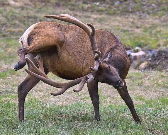 ever wondered how a deer scratching his balls ?