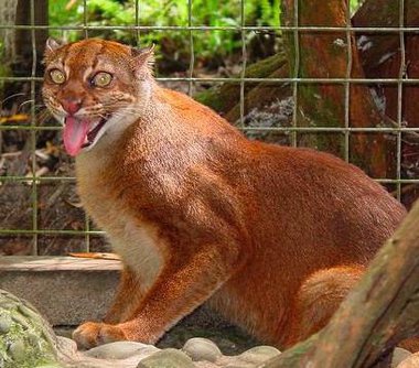 The Borneo Bay Cat,one of the rarest wild cats in the world