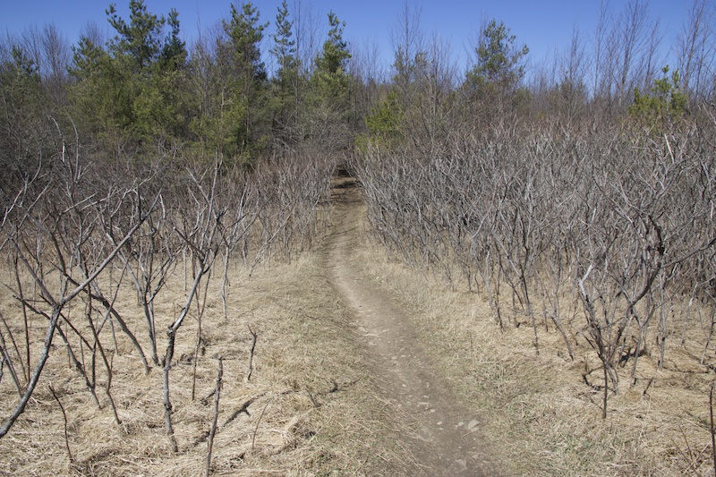 CliffTop Trail Multi Trail Mono, Ontario Trailforks