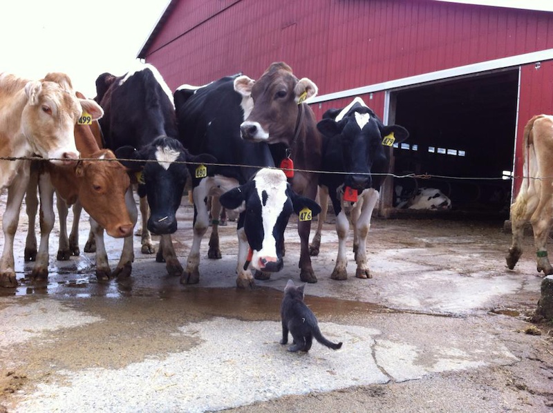 Pic 20 Meeting some new friends on the Agassiz farm tour