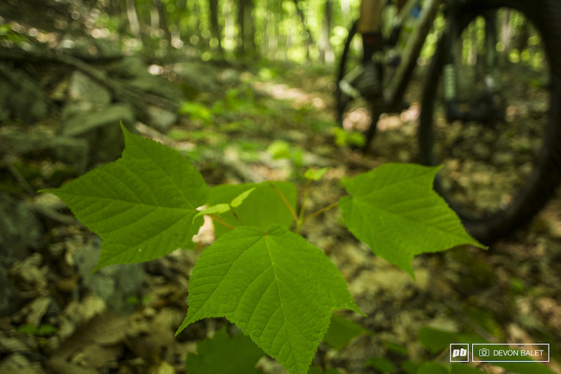 It sure is green here in Pennsylvania.