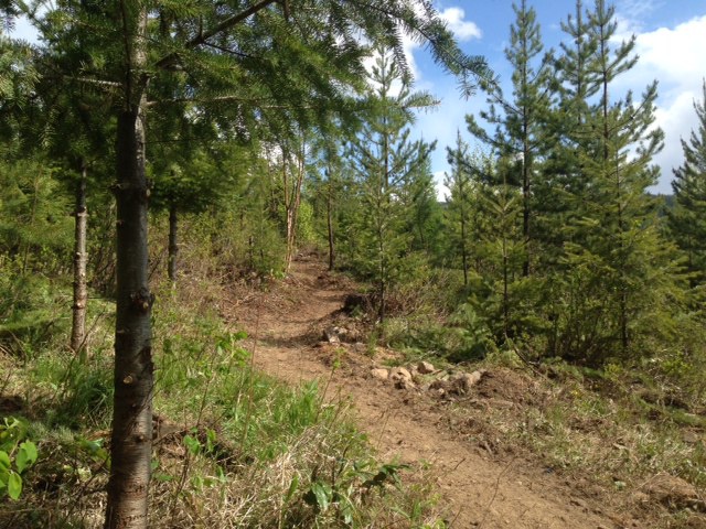 Ridge Trail winding through forest plantation