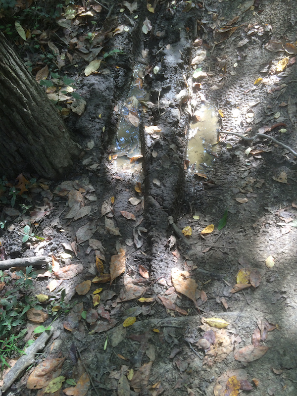 Trail 3 Mountain Biking Trail Edwardsville, Illinois