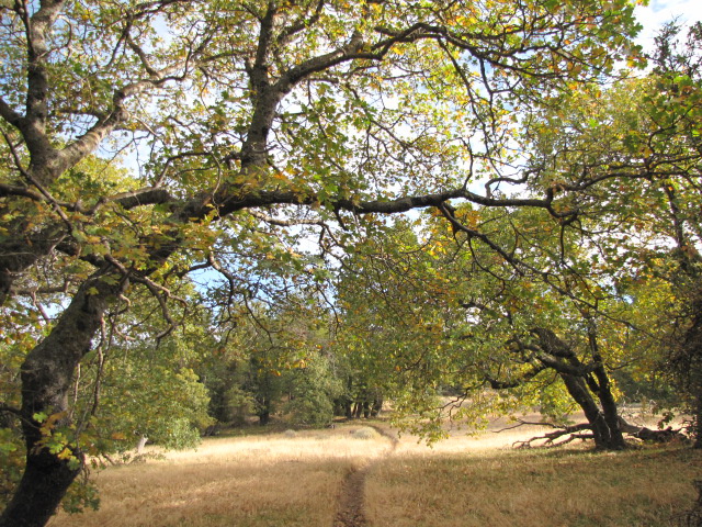 Mature oaks canopy some of this trail