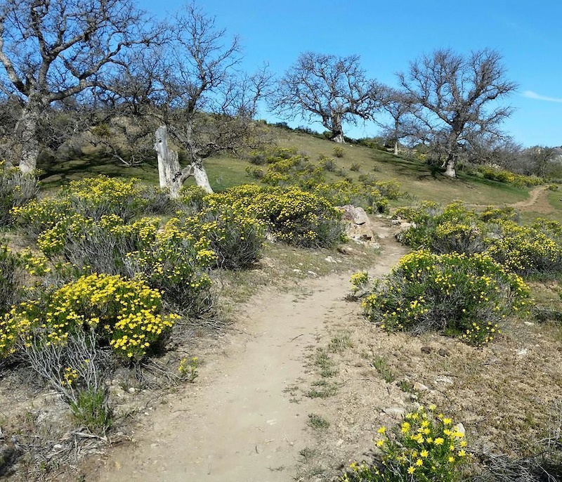Pristine single track through the oaks and flowers in bloom