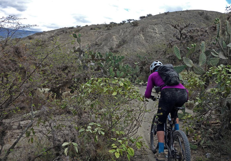 On day 3 of our Ecuador Mountain Biking trip we descended the Chota Trails from Ibarra at 2550m to 1600m It starts at high Andean cordillera at Ibarra with its typical Imbaburra forest then drops down through desert that constantly changes.
The lucky part is that just three days ago it had rained so the dirt and sand was about as tacky as it gets. The cacti were flowering and even usually sandy loose corners were in fine shape. We dropped down to the highway just N of Salinas where we had our lunch and a swim. Very bourgeoise - excellent ride.

In less than a couple of hours we were back in Quito. That seems to be one of the lesser known draws of Ecuador. Everything is so close; so much diversity packed into a compact area.