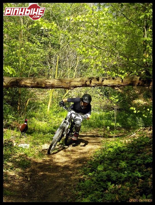 always remember to keep your head low while riding under fallen tree..