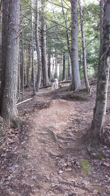 Mitchell Brook Mountain Biking Trails | Trailforks
