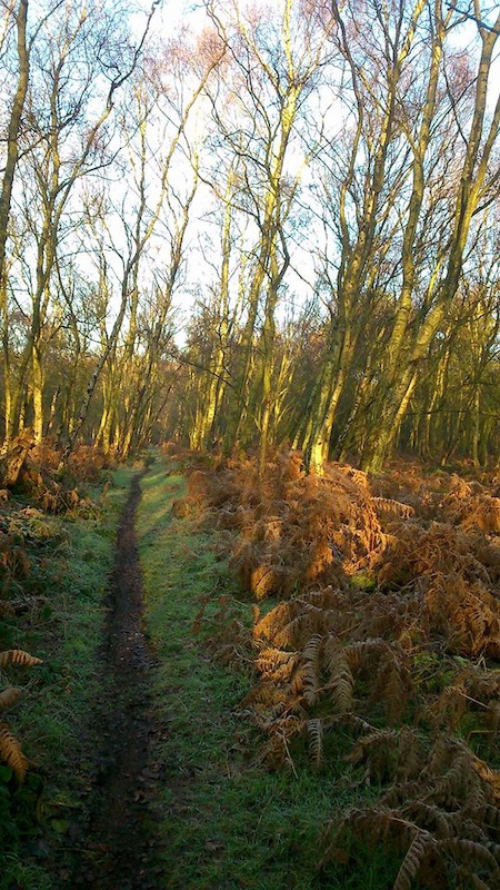 just a cool trail on Cannock chase in the winter