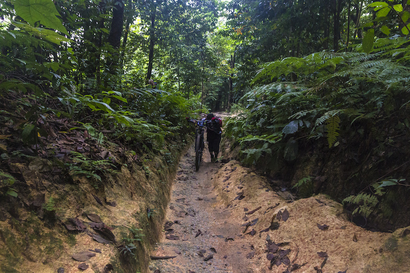 Trail bukit pau
