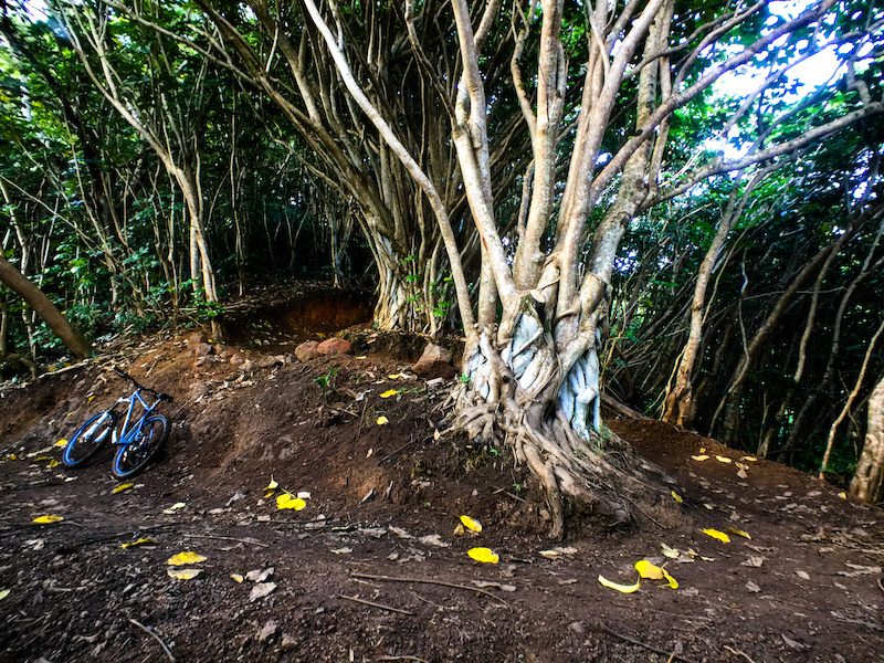 Ohana Trail Mountain Bike Trail - Olomana Trails, Kailua