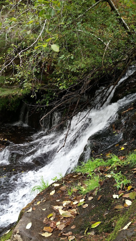 Alsea Falls Trail Mountain Bike Trail - Monroe, Oregon