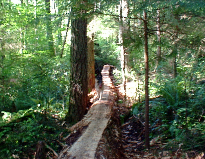 2007 construction of Starz log ride