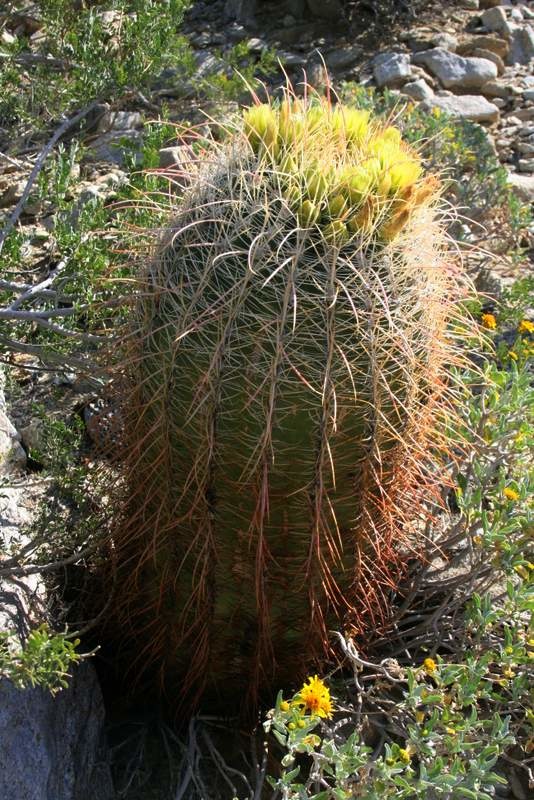Barrel cactus blooming