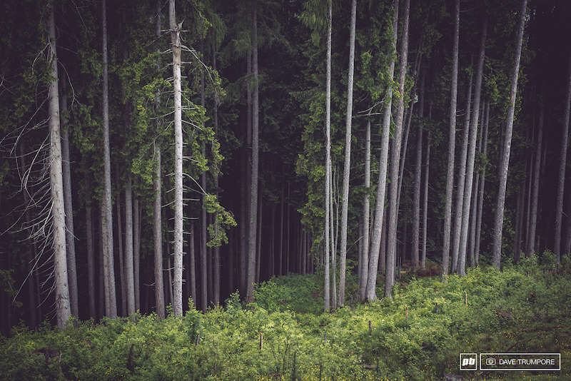 See these beautiful woods just waiting to be ridden through?