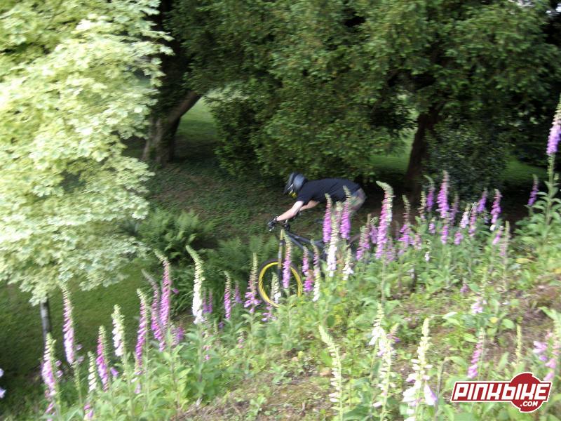 steep hill with foxgloves 