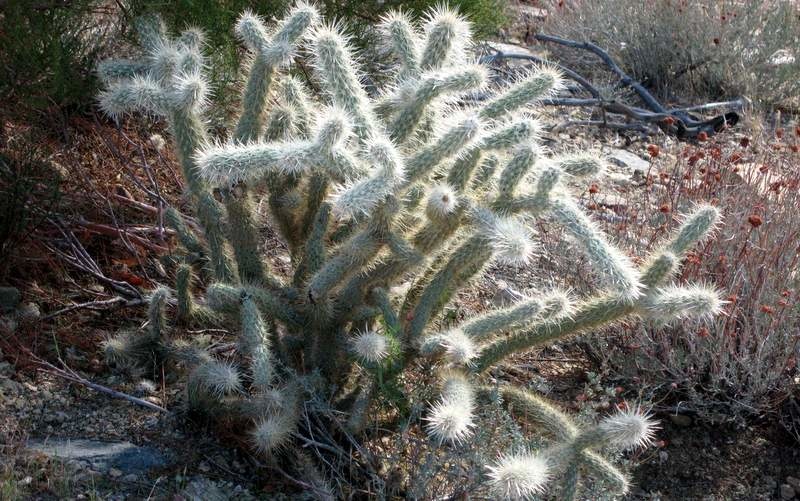 The cholla (pronounced choy-a) is perhaps the most feared and hated cacti in the southwest desert. If you brush up against one, you will know why.

The plant has pads that separate easily from the main stem. The spines easily attach to your clothing, your skin, your shoes. Since the plant is covered with spines, it's difficult to grab and dislodge the pad that has found a new home with you.