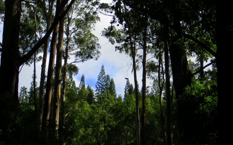 Makawao Forest Reserve. Just four miles from downtown Makawao, single and double track trails wind their way through mixed deciduous and coniferous forest.
