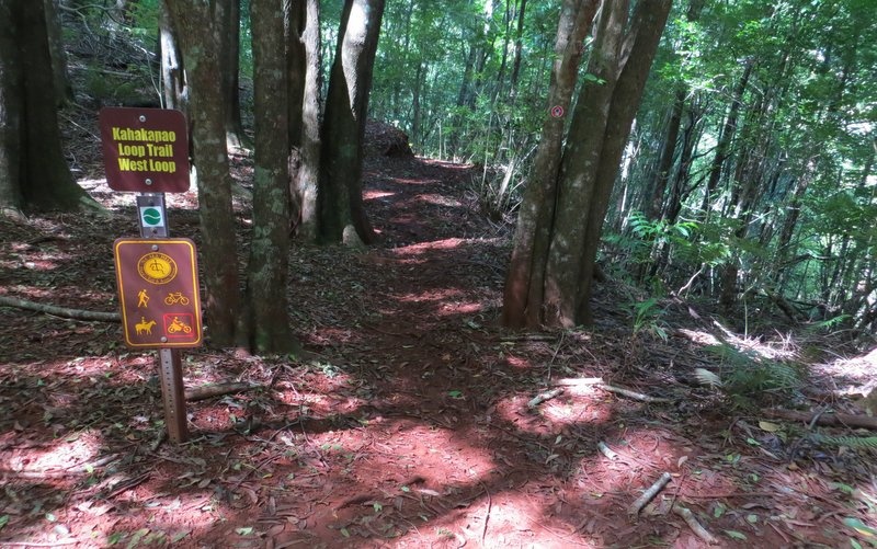 This is the easier way to the top and connects with the Kahakapao East Loop Trail.