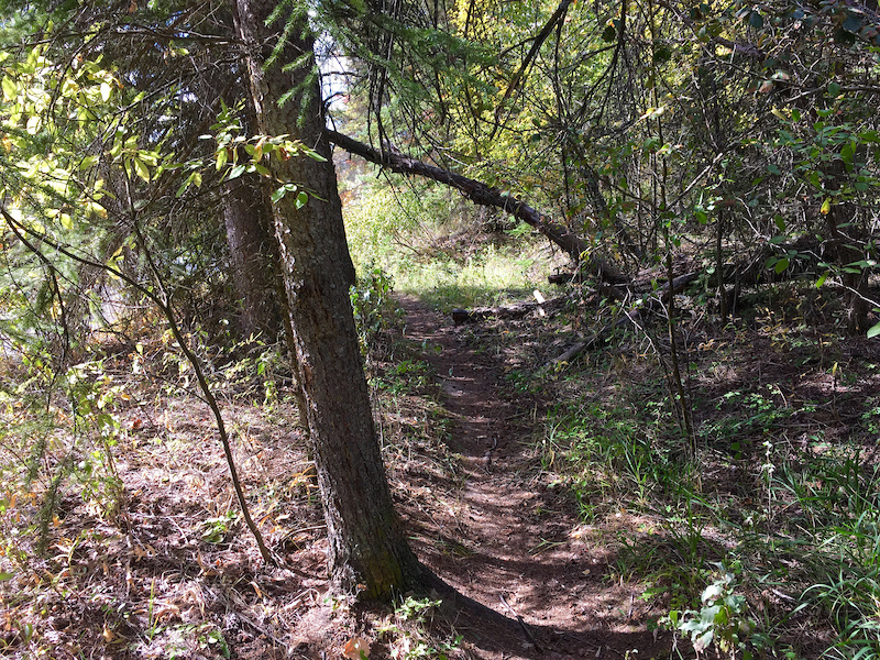 Lower River trail Mountain Biking Trail Kalispell, MT