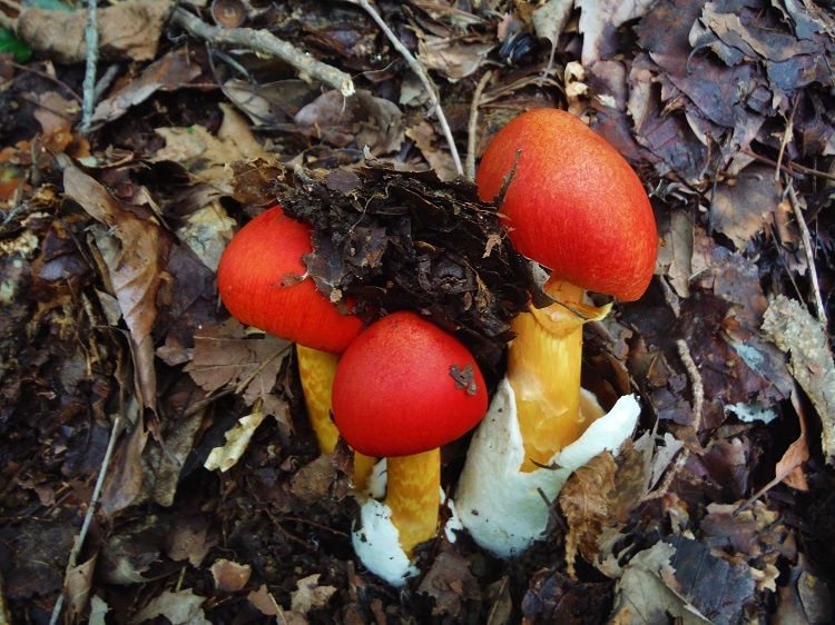The trail paradise of mushroom.
Amanita Hemibapha(タマゴタケ).