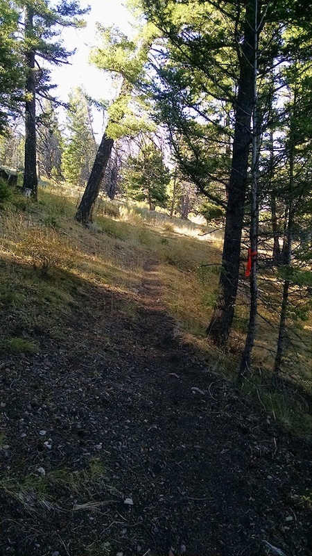 Savory singletrack towards the end of Payne Creek Trail's descent.