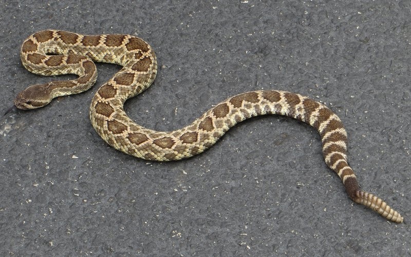 The Southern Pacific rattlesnake, one of the largest rattlesnakes, is one of several dangerously venomous rattlesnakes species native to California.