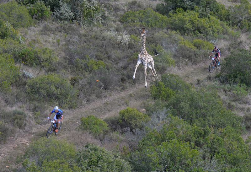 Stage 1 of the Cape Pioneer Trek international stage race in South Africa took riders through the Gondwana Game Reserve where some competitors had a close encounter with a giraffe.
Photo credit: www.zooncronje.com