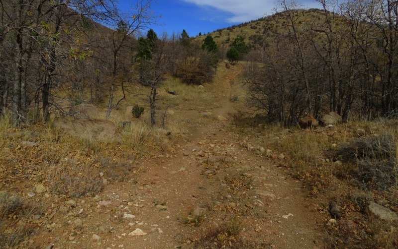 There is a change in vegetation from top to bottom, from rich ponderosa forest to shrubby grassland to scrub oaks and cacti.