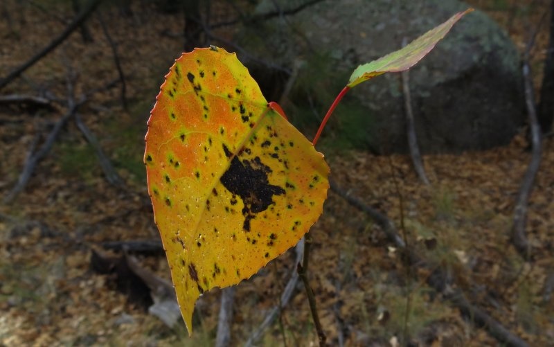 The quaking aspen color spectacle reaching its end.